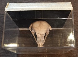 IMG_0229 IMG_0229
